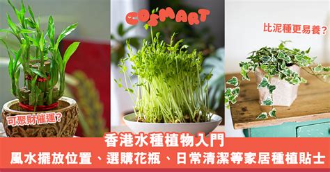 水槿種植|風水大師推薦：水槿佈局妙法